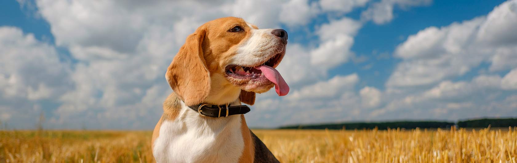 Consejos para mantener a nuestras mascotas a salvo de los golpes de calor