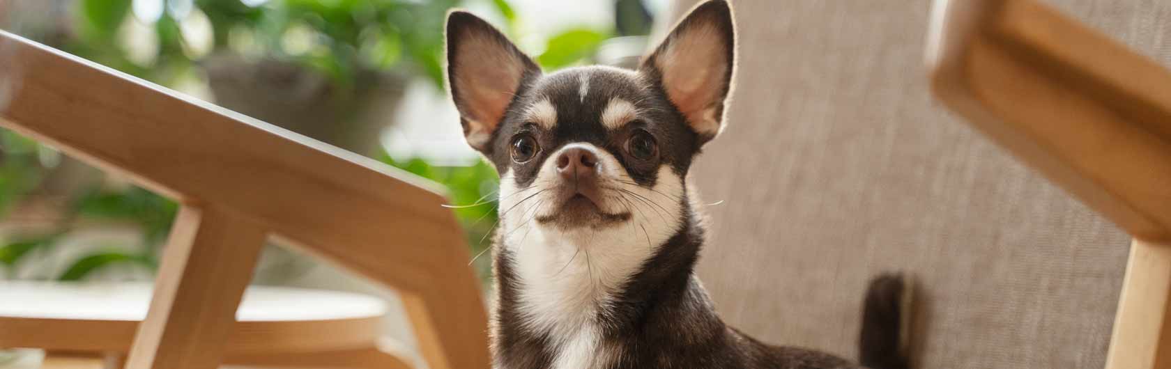 El aire acondicionado y las mascotas y comida para mascotas de calidad nutribon