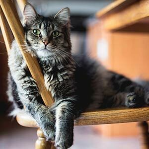 No dar carnes crudas a gatos las razones miniatura