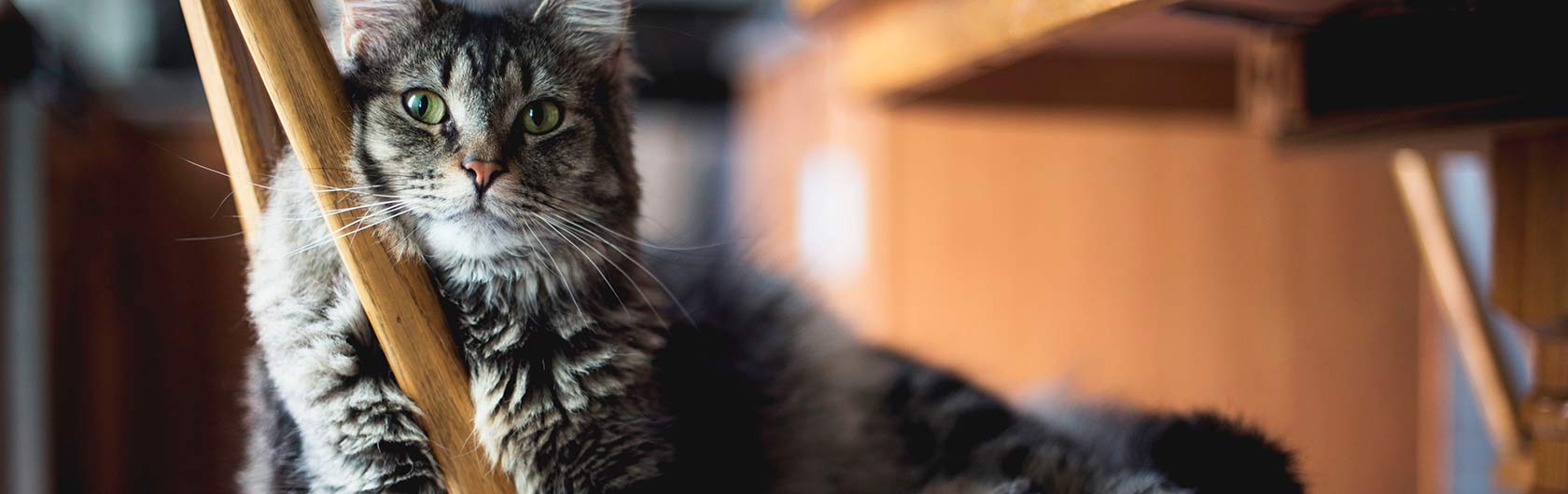 No dar carnes crudas a gatos: las razones