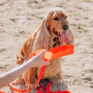 Pasear a nuestros perros con altas temperaturas y alimento para perros de calidad nutribon miniatura