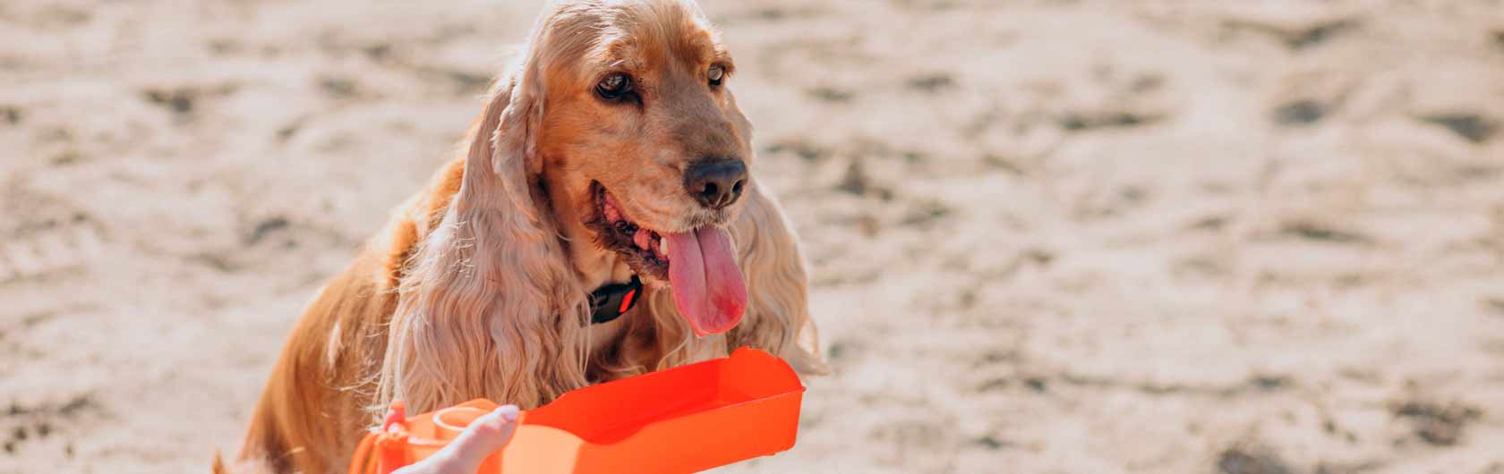 Pasear a nuestros perros con altas temperaturas