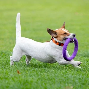 Adiestramiento canino y comida para perros de calidad nutribon miniatura