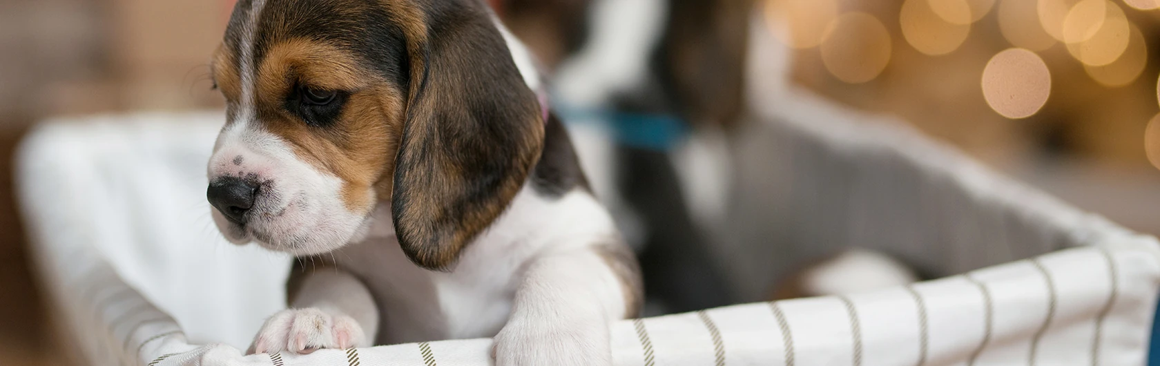 Coccidiosis canina y comida para perros de calidad nutribon