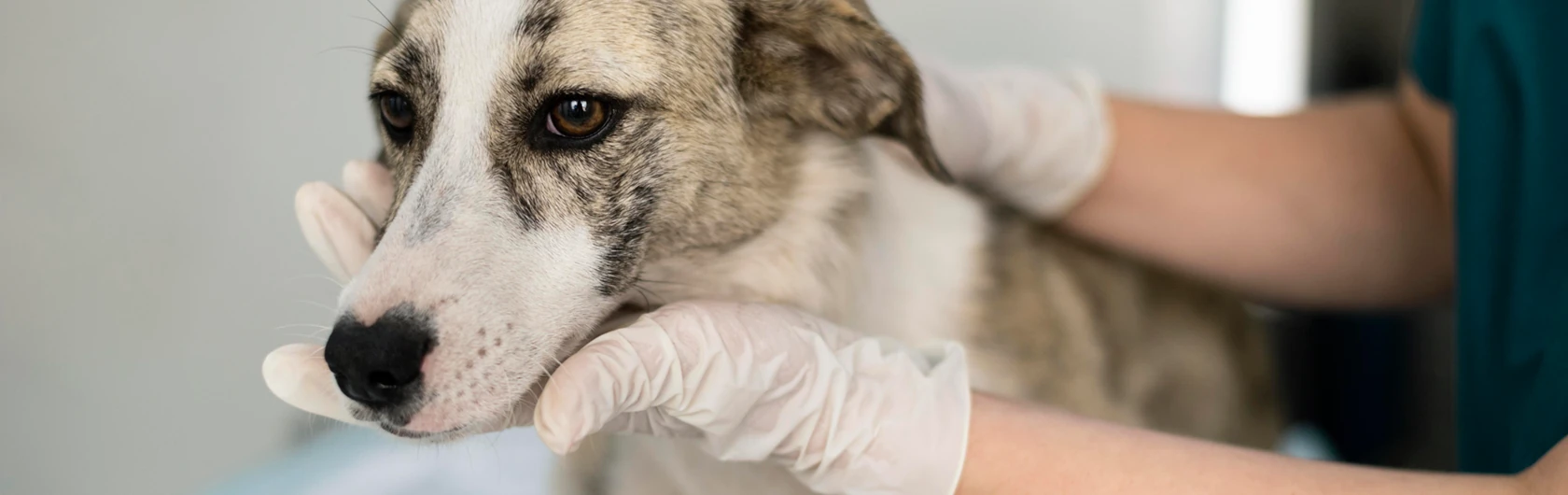 La-castración-y-la-salud-de-los-perros-y-comidas-para-perros-de-calidad-nutribon