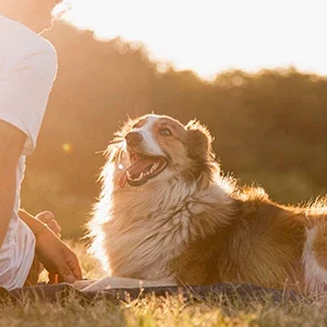 Pasear-al-perro-con-altas-temperaturas-y-comida-para-perros-de-calidad-nutribon-miniatura