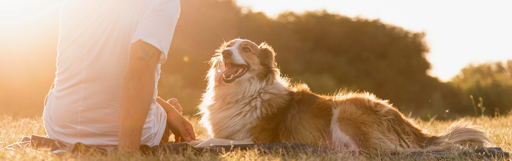 Pasear-al-perro-con-altas-temperaturas-y-comida-para-perros-de-calidad-nutribon
