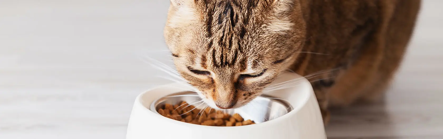 Alimentos-buenos-para-gatos-de-calidad-nutribon