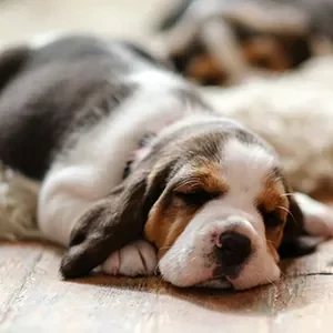 Cuidar de nuestros cachorros de calidad nutribon miniatura