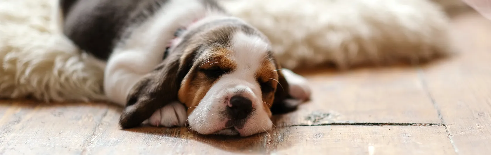 Cuidar de nuestros cachorros de calidad nutribon