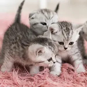 Cuidar-de-nuestros-gatitos-bebés-y-alimento-para-gatos-de-calidad-nutribon-miniatura