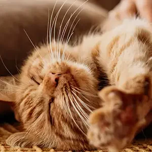 Enfermedades-Habituales-de-Gatos-Adultos-y-comida-para-gatos-de-calidad-nutribon-miniatura