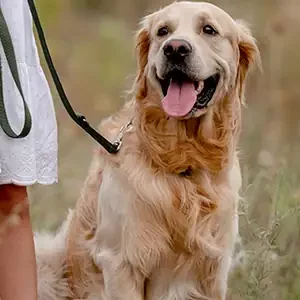 Enfermedades-Habituales-de-Perros-Adultos-y-comida-para-perros-de-calidad-nutribon-miniatura