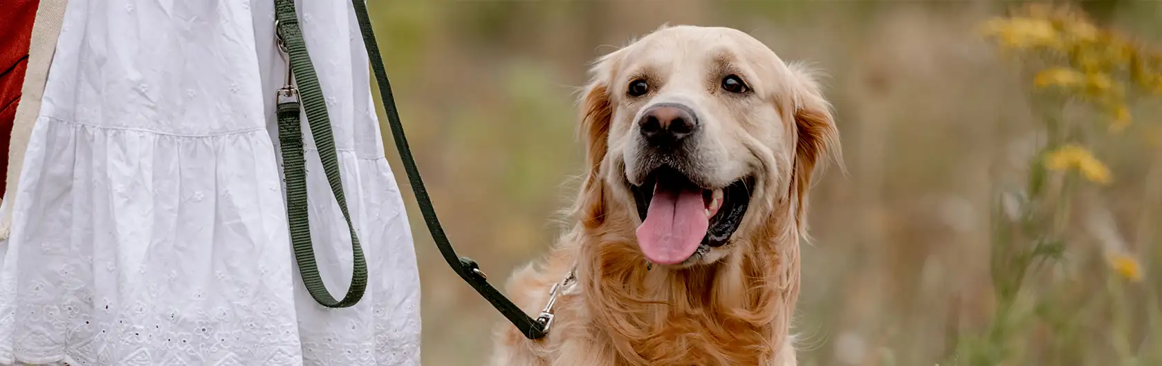 Enfermedades-Habituales-de-Perros-Adultos-y-comida-para-perros-de-calidad-nutribon