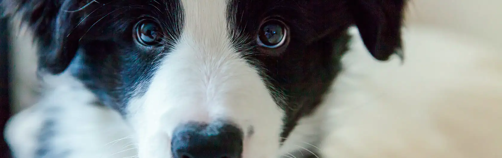 Causas de moquillo en perros y comida para perros de calidad nutribon
