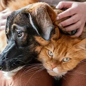 Cómo saber si tu mascota tiene fiebre y alimento para mascotas de calidad nutribon miniatura