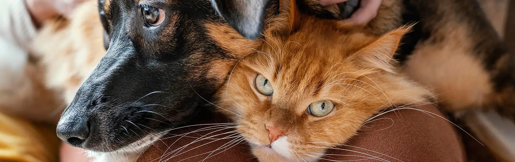Cómo saber si tu mascota tiene fiebre y alimento para mascotas de calidad nutribon