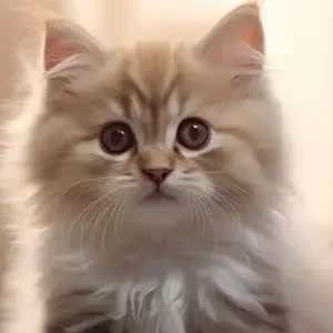 Enfermedades Habituales en Gatos: Como prevenir con una buena alimentación miniatura