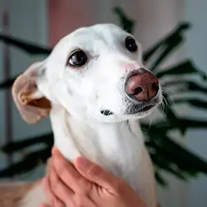 La Anemia en Perros y comida para mascotas de calidad nutribon miniatura