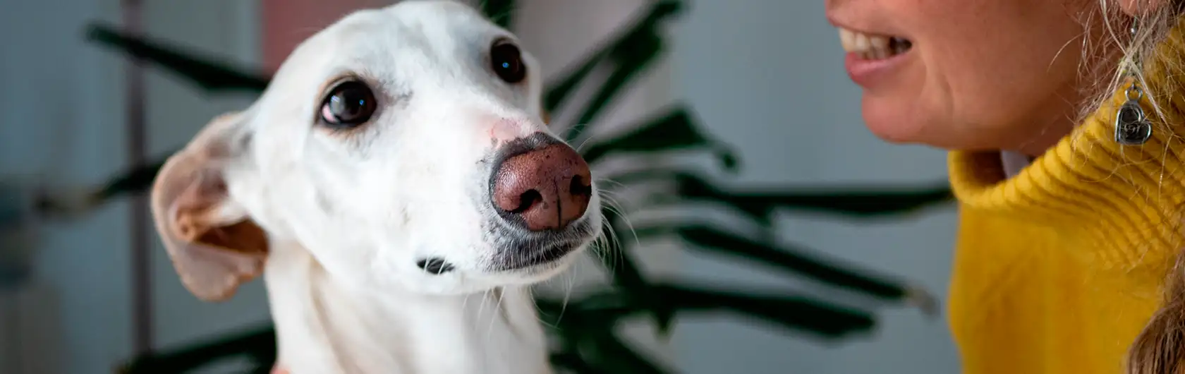La Anemia en Perros y comida para mascotas de calidad nutribon