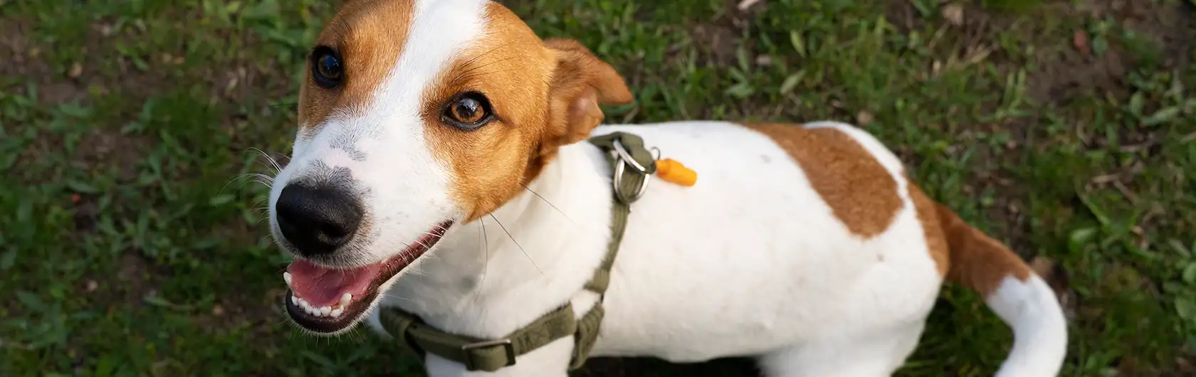 Parásitos en Perros y alimentos para perros de calidad nutribon