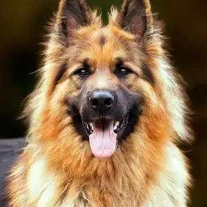 Alergias de Primavera en Perros y alimentos para perros de calidad nutribon miniatura