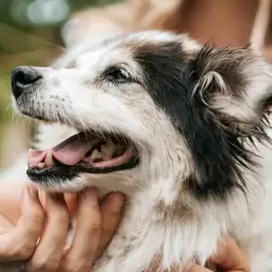 Dermatitis y Problemas en la Piel en Perros y comida para mascotas de calidad nutribon miniatura