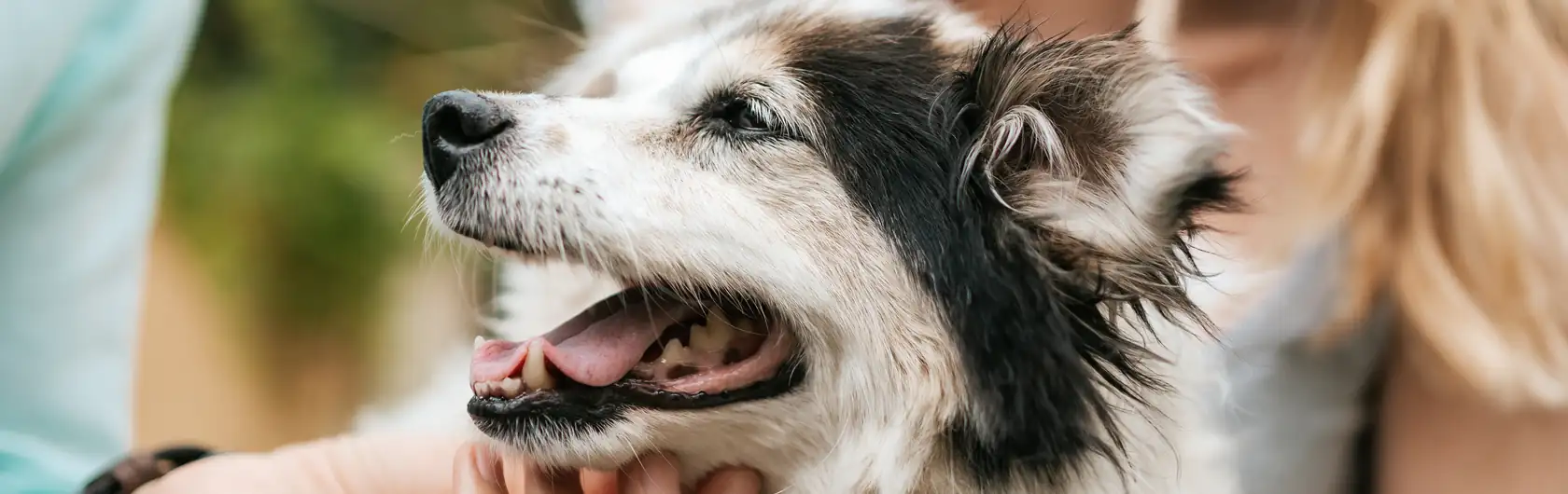 Dermatitis y Problemas en la Piel en Perros y comida para mascotas de calidad nutribon