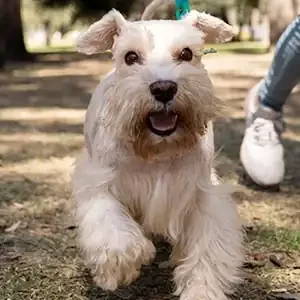 Cuidados Esenciales para Perros Adultos y alimentos para perros de calidad nutribon miniatura