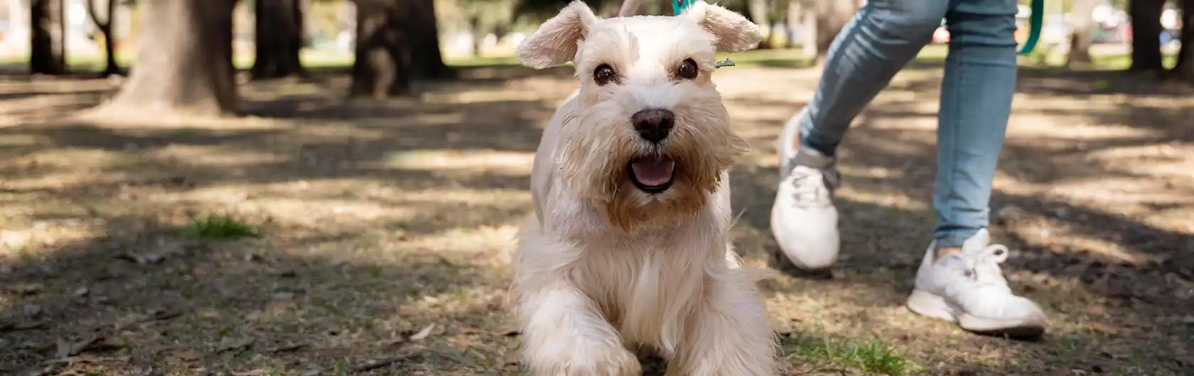 Cuidados Esenciales para Perros Adultos y alimentos para perros de calidad nutribon