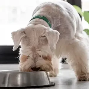 Embarazos en Perros y comida para perros de calidad nutribon miniatura