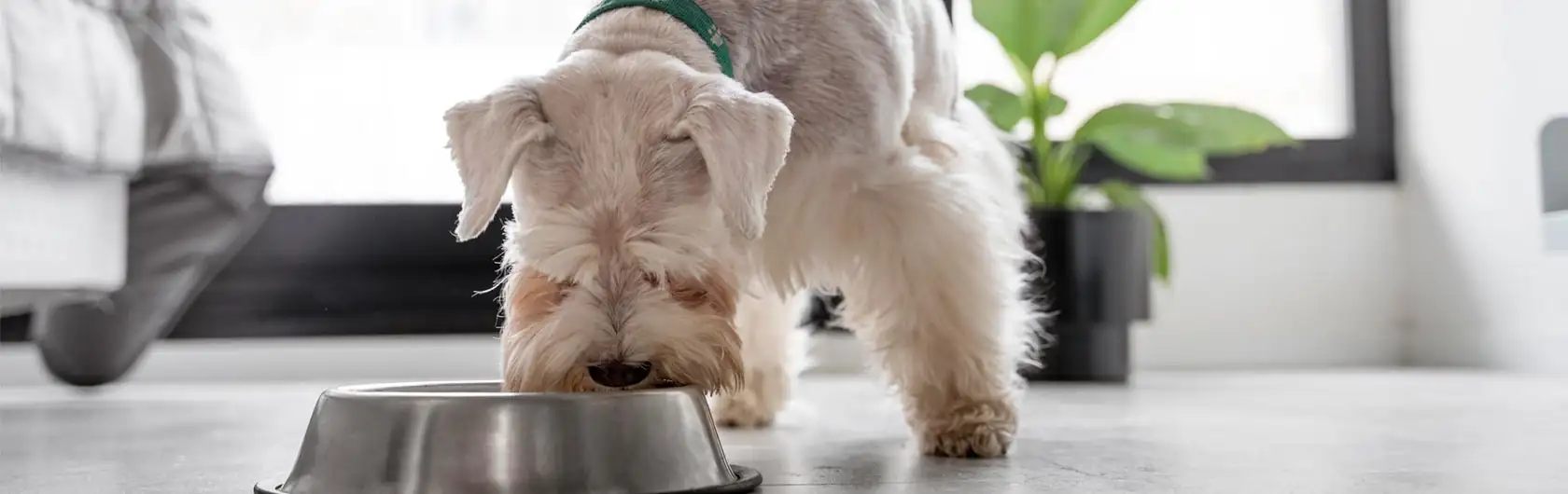 Embarazos en Perros y comida para perros de calidad nutribon