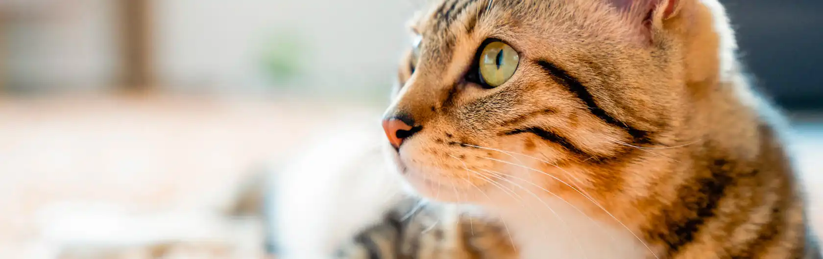 La Importancia de la Comida para Gatos durante el Embarazo y comida para gatos de calidad nutribon