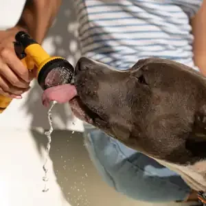 Cómo Cuidar a tu Compañero Canino en el Calor y alimento para perros de calidad nutribon miniarura