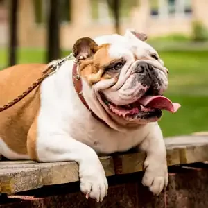 El Misterioso Estornudo Inverso en Perros Adultos y alimentos para perros de calidad nutribon miniatura