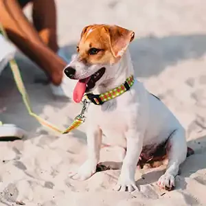 Vacaciones con Mascotas y alimento para mascotas de calidad nutribon miniatura