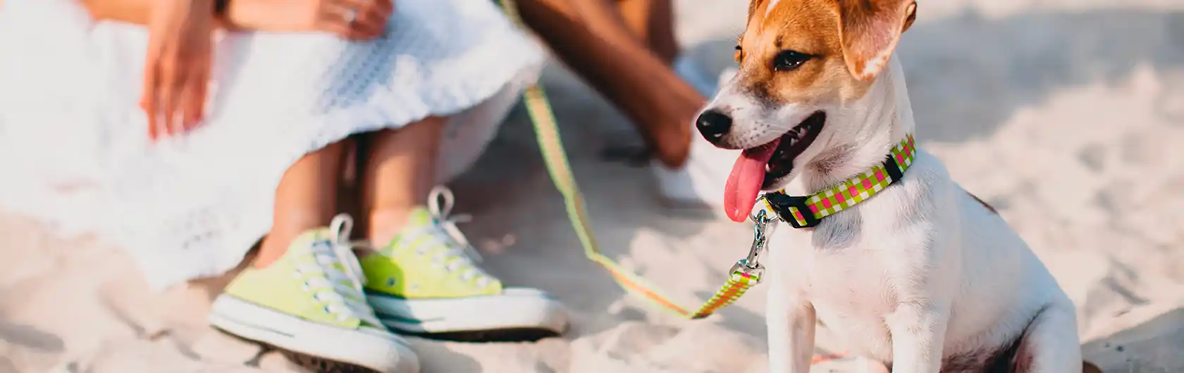 Vacaciones con Mascotas y alimento para mascotas de calidad nutribon