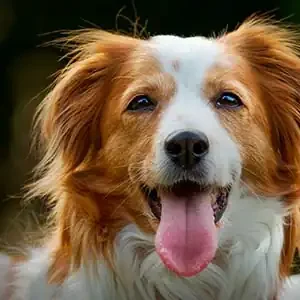 Combatiendo Alergias y Pulgas en Mascotas y alimento para mascotas de calidad nutribon miniatura