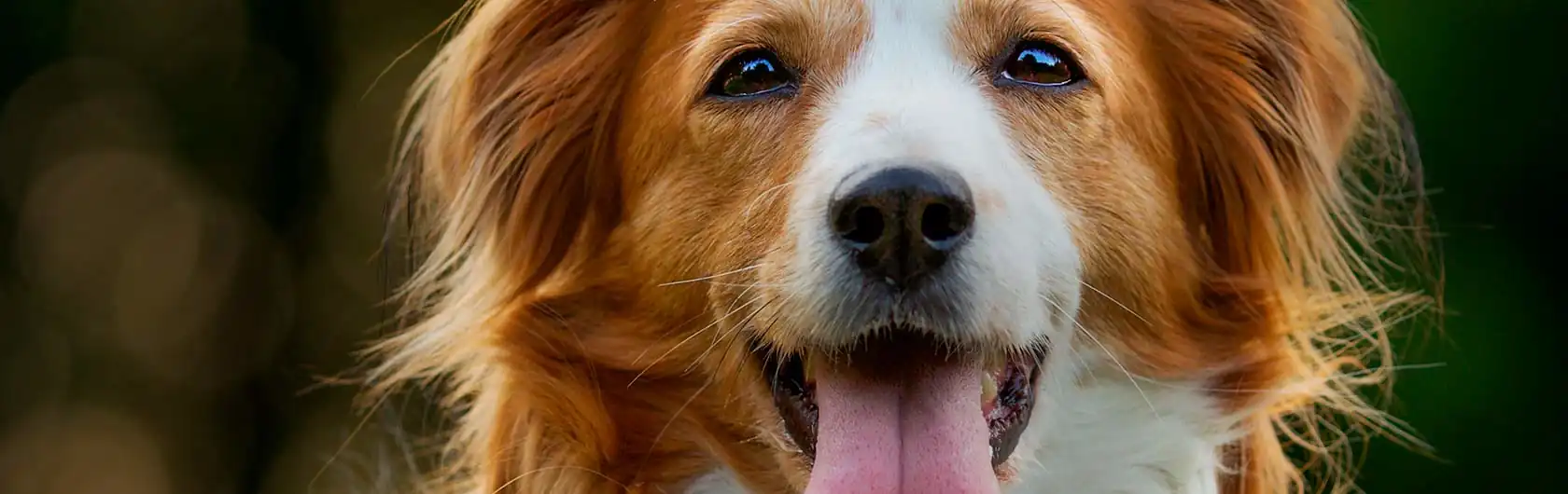 Combatiendo Alergias y Pulgas en Mascotas y alimento para mascotas de calidad nutribon
