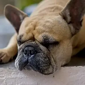 El-Envejecimiento-de-las-Mascotas-Similar-al-de-las-Personas-La-Importancia-de-una-Buena-Comida-para-Mascotas-y-comida-para-mascotas-de-calidad-nutribon miniatura