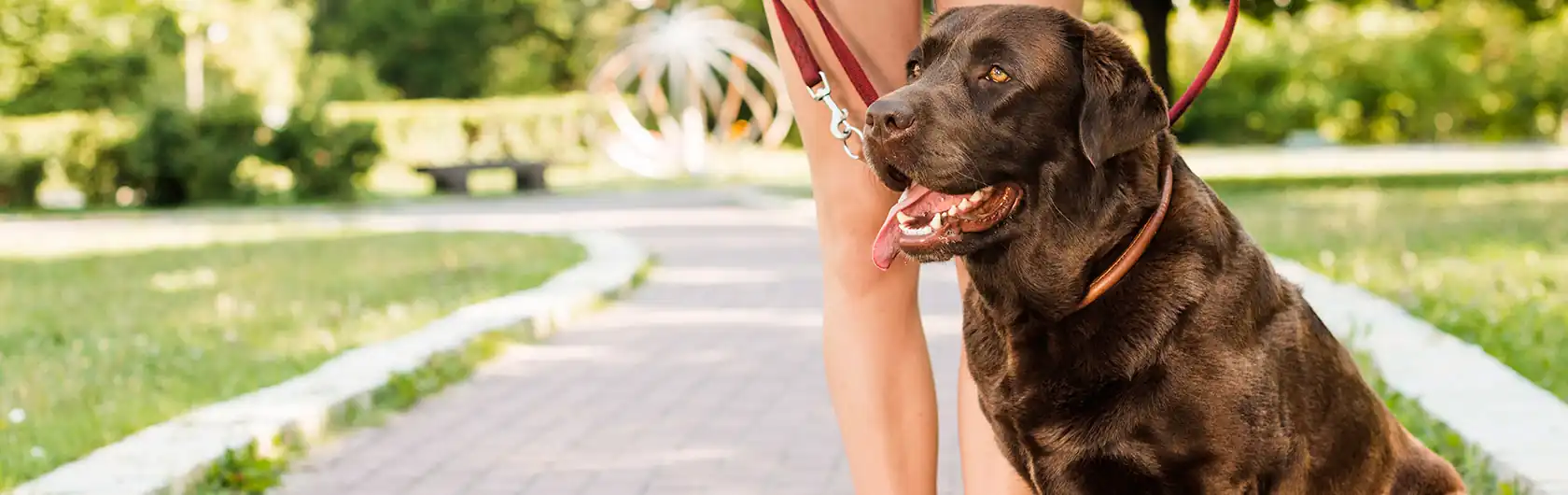 Frecuencias de Paseo para la Felicidad Canina y alimento para perros de calidad nutribon