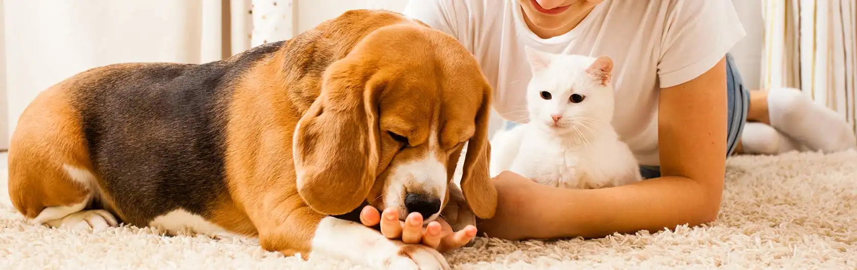 Navidad y Año Nuevo: Época de Miedos Intensos para Mascotas