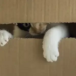 Por Qué a los Gatos les Encantan las Cajas Y alimento para mascotas de calidad nutribon miniatura