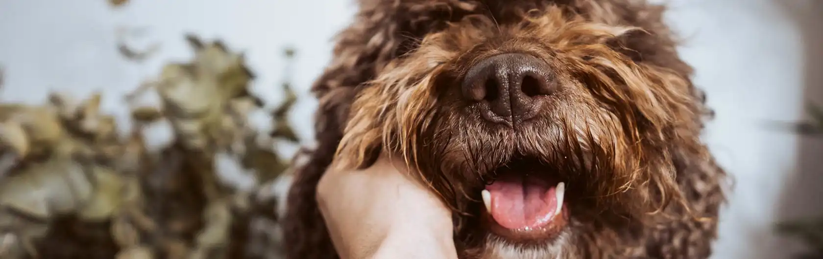 Comida para perros y frecuencia de alimentación de calidad nutribon