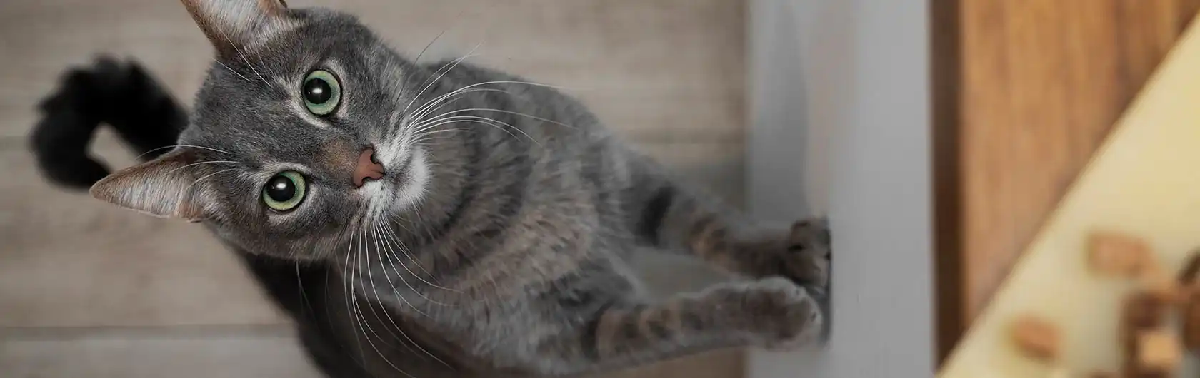 Nutrición felina y comida para gatos de calidad nutribon