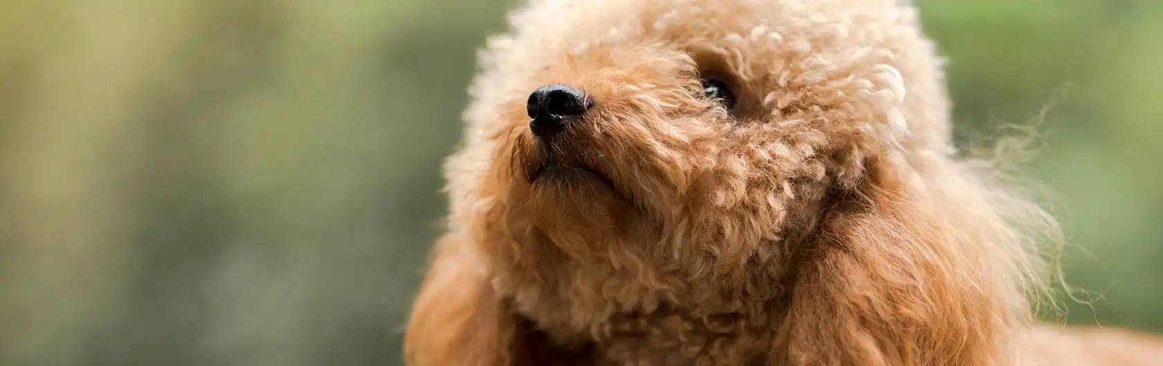 Nutrición y la salud de las mascotas: cuidando sus dientes y pelo y alimento para mascotas de calidad nutribon