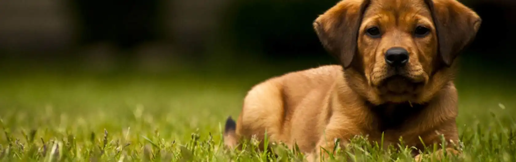Por qué los perros comen césped y alimento para perros de calidad nutribon