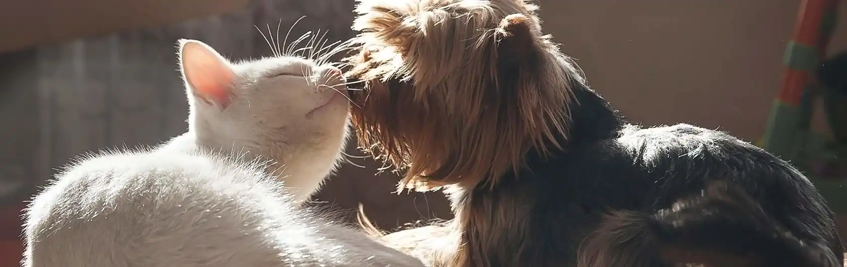 El proceso de nutrición en los animales y alimentos para mascotas de calidad nutribon