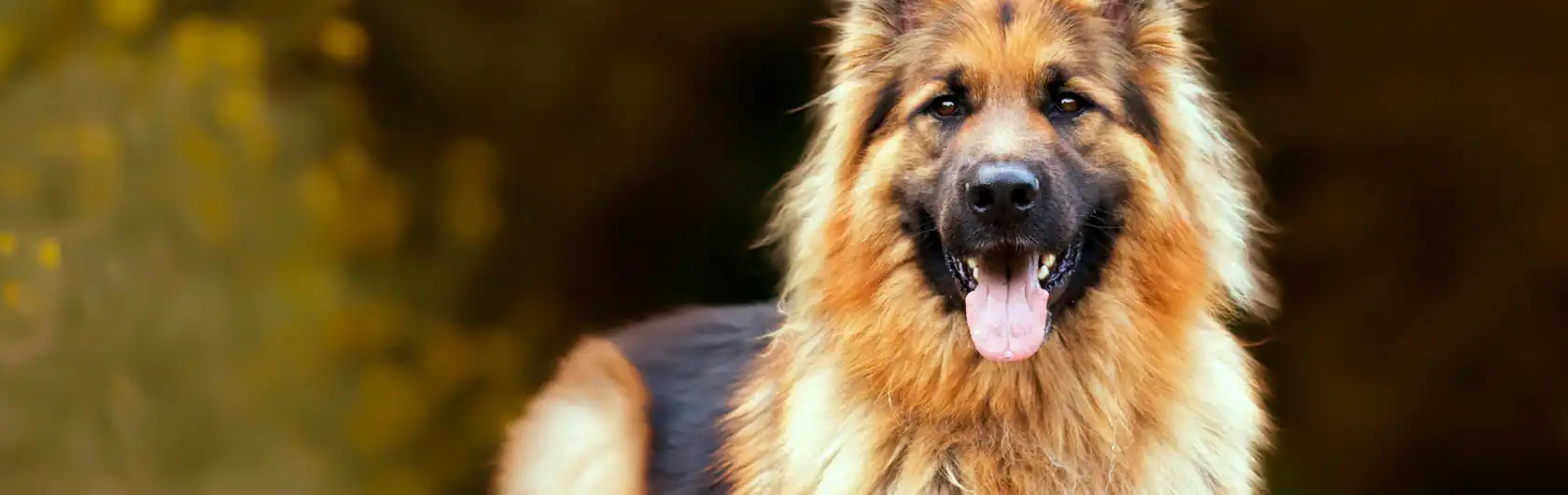 Nutrientes esenciales que no deben faltar en el alimento para perros y comida para perros de calidad nutribon