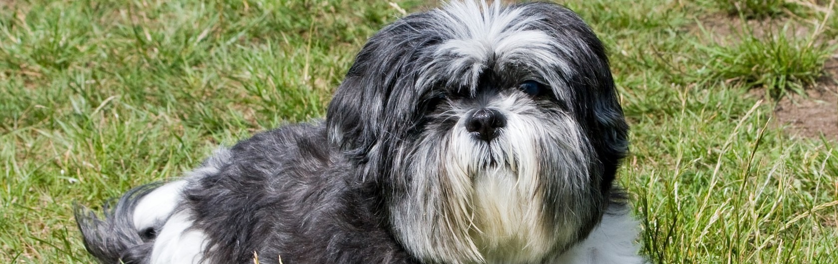 Shih Tzu